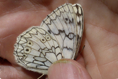 Melanargia russiae