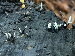 Xylaria hypoxylon
