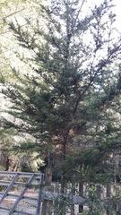 Cupressus pygmaea
