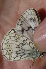Melanargia russiae