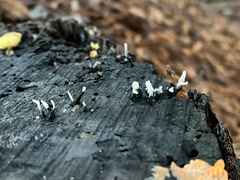 Xylaria hypoxylon