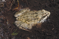 Rana macrocnemis