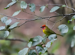 Piranga erythrocephala