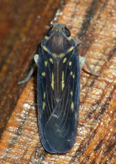 Plectoderini