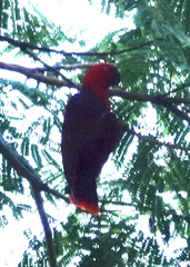 Eclectus roratus