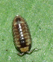 Scleropactidae