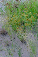 Cyperus oxylepis
