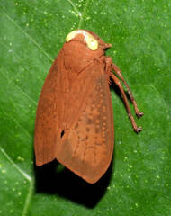Coelidiinae