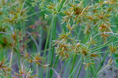 Cyperus oxylepis