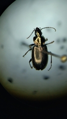 Agonum muelleri