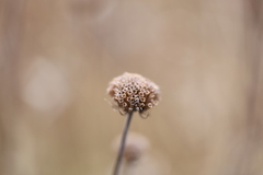 Monarda fistulosa