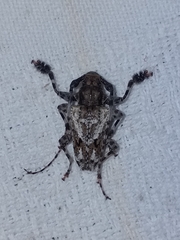 Aegomorphus inquinatus