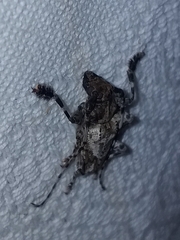 Aegomorphus inquinatus