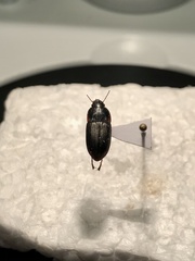 Anisodactylus rusticus