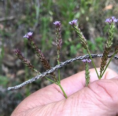 Verbena litoralis