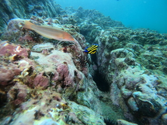 Halichoeres dispilus