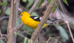 Pheucticus chrysopeplus