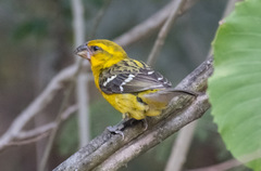 Pheucticus chrysopeplus