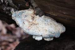 Trametes suaveolens