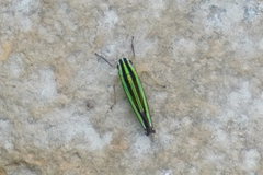 Sibovia taeniatifrons