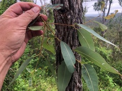 Corymbia intermedia