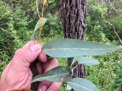 Corymbia intermedia