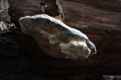 Trametes suaveolens