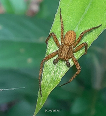 Philodromidae