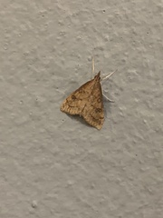 Udea profundalis