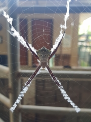 Argiope appensa