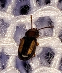 Laemophloeus terminalis