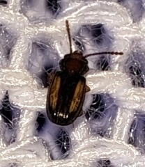 Laemophloeus terminalis