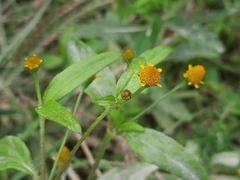 Acmella paniculata