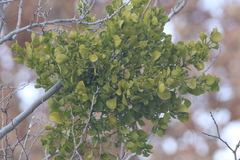 Phoradendron macrophyllum