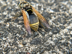 Pachodynerus nasidens