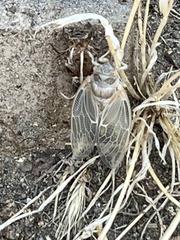 Clidophleps distanti