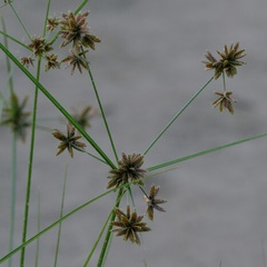 Cyperus elegans