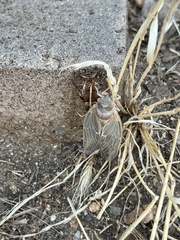 Clidophleps distanti