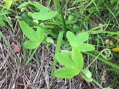 Passiflora subpeltata