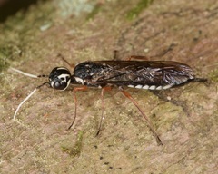 Xiphydria maculata