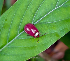 Oedionychina
