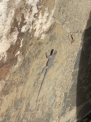 Urosaurus nigricauda