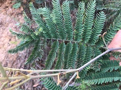 Acacia glaucocarpa