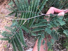 Acacia glaucocarpa