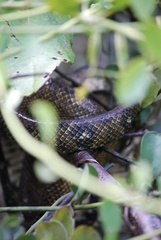 Corallus ruschenbergerii