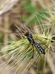 Echthromorpha intricatoria