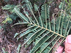 Acacia glaucocarpa