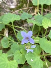 Viola silicestris