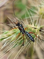Echthromorpha intricatoria