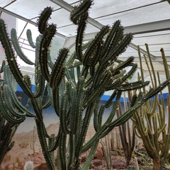 Myrtillocactus